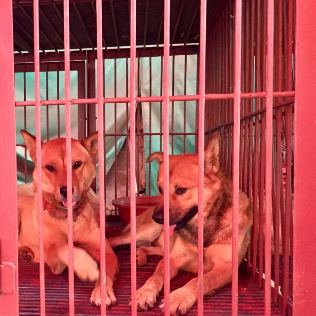 ▲ 부산 북구 구포시장 식용견 판매상에서 철장 안에 있는 개들이 힘없는 눈으로 밖을 바라보고 있다. ⓒ프레시안(홍민지)