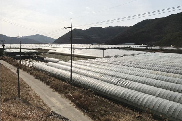 ▲ 낙동강 광암들에 빼곡이 들어찬 비닐하우스. 이 중 70% 이상이 수막재배 방식으로 농사를 짓고 있다. ⓒ대구환경운동연합(정수근)