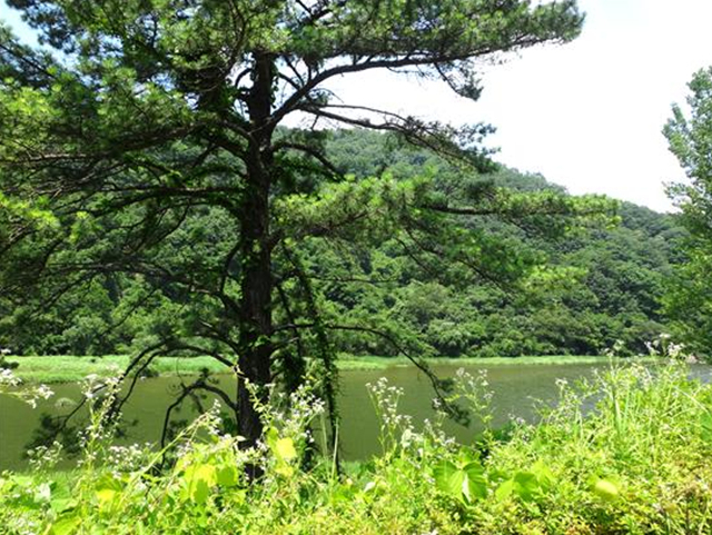 ▲강물이 어찌나 물에 적신 비단폭같이 화려한지...ⓒ섬진강학교