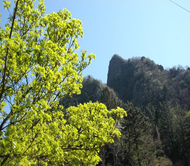 ▲울릉도 봄날의 우산고로쇠나무 ⓒ김종두