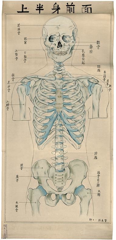 ▲ 박래현의 <예술해부괘도, 전신골격>1940. 조시비미술대학. ⓒ국립현대미술관 사진 제공.