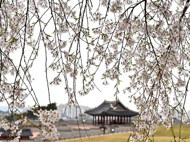 ▲화성의 봄Ⓒ화성학교