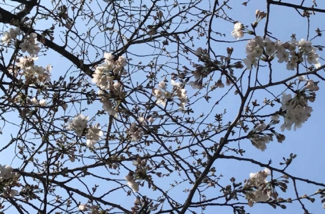 ▲ 부산의 대표 벚꽃 군락단지로 지정된 남천동 벚꽃이 지난달 26일 개화했다. ⓒ부산기상청