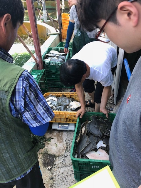 ▲ 최근 기록적인 폭염으로 부산 기장 앞바다의 수온이 27도 안팎을 유지하면서 부산지역 7개 양식 어가에서 10만8000마리가 폐사해 피해가 발생했다. ⓒ부산시
