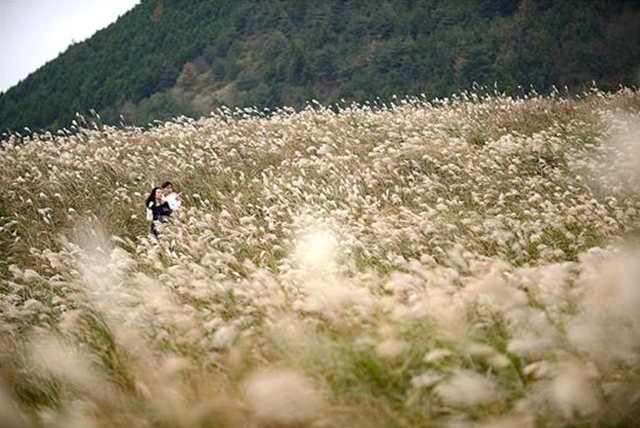 ▲억새는 부드러운 능선으로 가득한 제주의 오름들과 어울려 환상적인 분위기를 연출한다.Ⓒ이승태