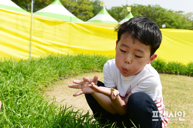 ▲홍길동축제에서 메뚜기 체험을 하고 있는 어린이 ⓒ장성군