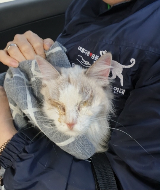 ▲ 원룸에서 한달 간 방치됐다가 구조된 고양이. ⓒ부산동물사랑길고양이보호연대