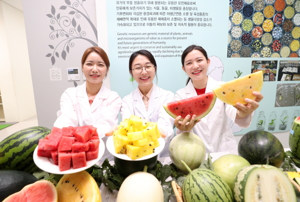 11일 전북 전주시 농촌진흥청 국립농업과학원 농업유전자원센터에서 열린 '수박 등 박과채소 현장평가회'에서 담당자들이 속노랑수박, 속하얀수박 및 희귀 박과 유전자원 전시를 하고 있다. ⓒ농촌진흥청