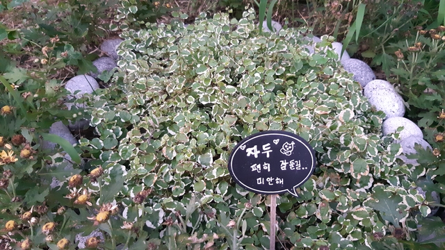 ▲예 씨의 가게 마당에 만들어진 자두의 무덤 ⓒ프레시안(조성은)