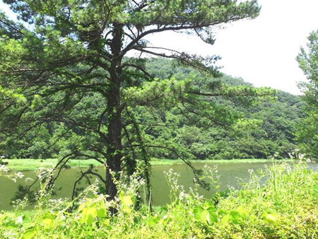 ▲강물이 물에 적신 비단폭같이 어찌나 화려한지...ⓒ섬진강학교