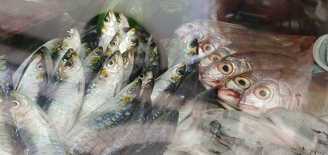 ▲ 리스본 한 식당 진열장에 전시된 생선들. 하늘로 향한 눈들이 눈 뜨고도 못 보는 '눈먼 도시'를 상징하는 듯하다. ⓒ손호철