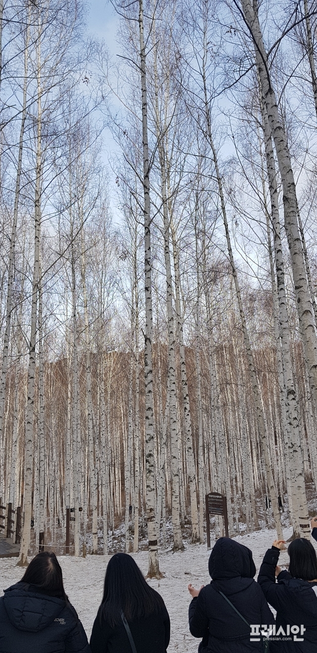 ▲설 연휴 첫날인 24일 오후 겨울이 유독 아름다운 인제 원대리 자작나무 숲에 관광객들의 발길이 이어지고 있다. ⓒ프레시안(전형준)