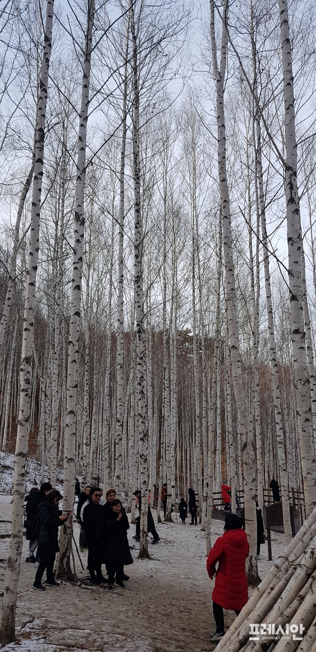 ▲설 연휴 첫날인 24일 오후 겨울이 유독 아름다운 인제 원대리 자작나무 숲에 관광객들의 발길이 이어지고 있다. ⓒ프레시안(전형준)
