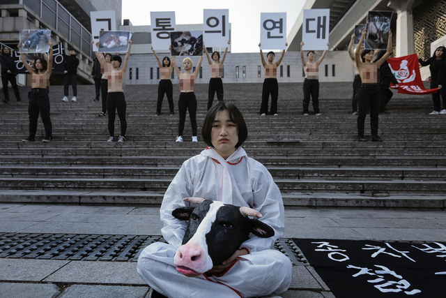 ▲14일 동물권 행동 네트워크 DxE가 서울 중구 세종문화회관 앞에서 착유당하는 동물의 현실을 고발하는 집회를 열었다. DxE는 "착유당하던 소는 2년 쯤 뒤 '앉은뱅이 소'가 되어 도살된다"고 밝혔다. ⓒ프레시안(최형락)