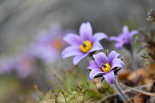 ‘The Herald of Spring’ Jeongseon Donggang Pasqueflower Festival s’ouvre le 31