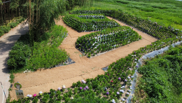 Gurye-gun, construction of a hydrangea complex in the place where bamboo withered due to flood damage ‘eyes’