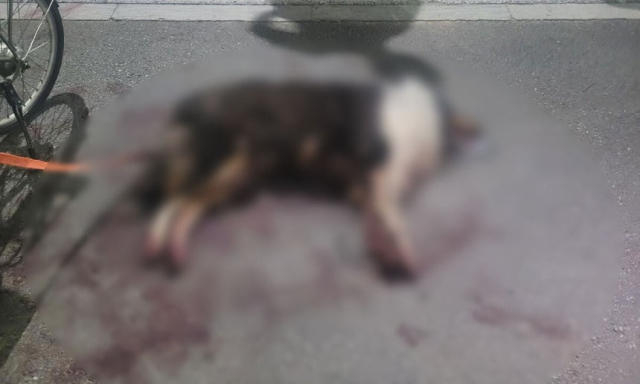 [속보] 검찰 대형견 학대 견주 구속영장 반려 - 뉴스 썸네일 이미지