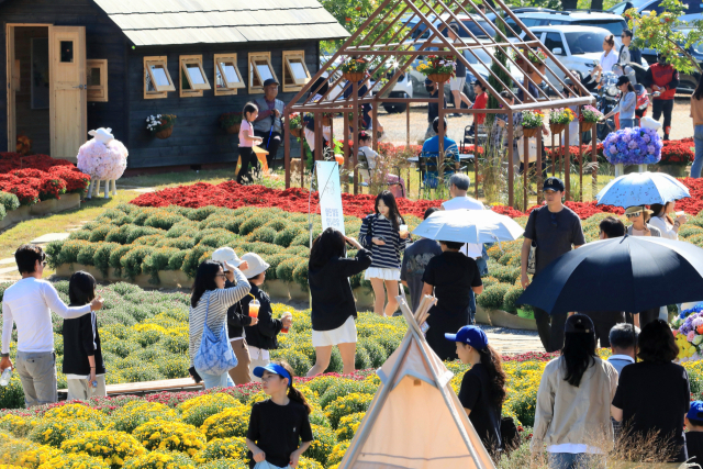 인제군, 가을철 관광객 증가율 강원도 내 1위...가을꽃축제 견인 효과 - 뉴스 썸네일 이미지